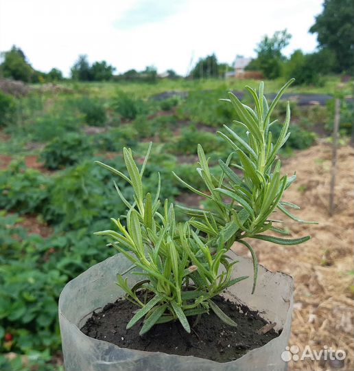 Розмарин - ароматная приправа на подоконнике