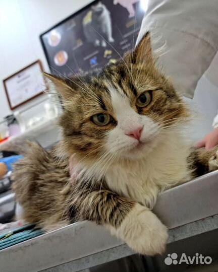 Кошка в добрые руки