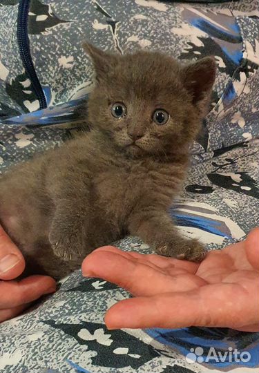Котёнок