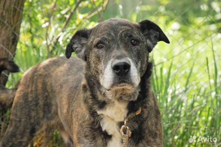 Стаффорд в дар