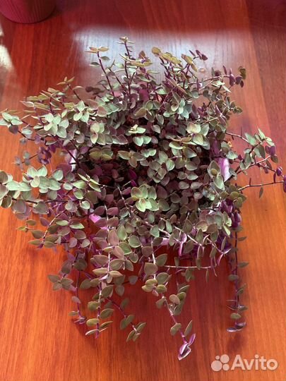 Коллизия голд,бьянка и зеленая