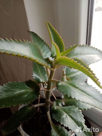 Каланхое лечебное, готовое к применению