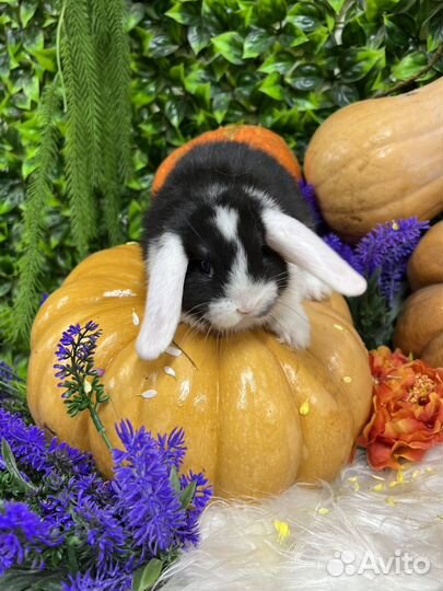 Ручные кролики мини