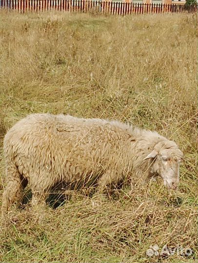Овцы, яркий, баранчики