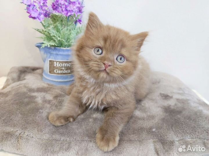 Сладкий пирожок, котик циннамон