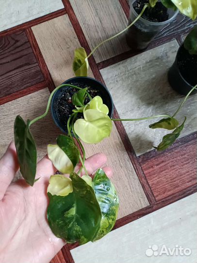 Филодендрон бурле Маркс вариегатный,Фил Биркина