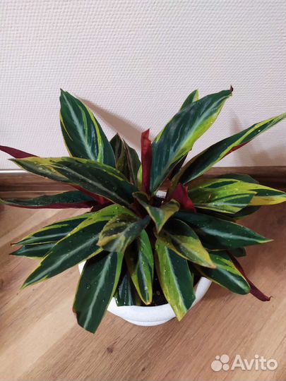 Строманта хортиколор