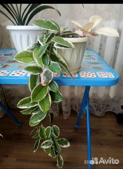 Хойя кримсон квин