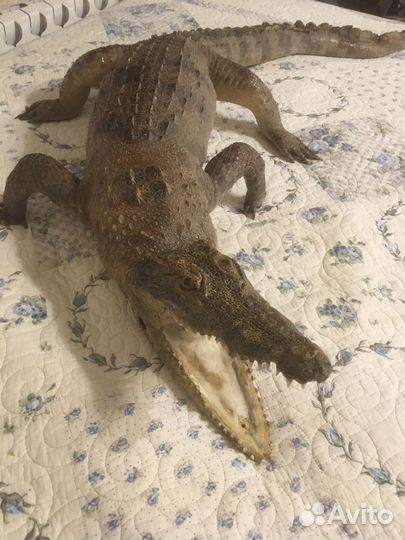 Чучело крокодила