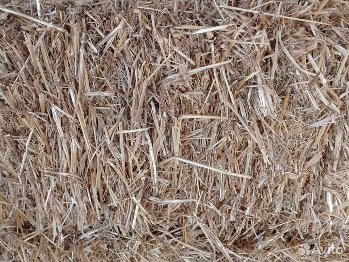 Солома пшеничная, ячменная в тюках