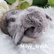 Декоративный кролик Mini Lop, Брянск