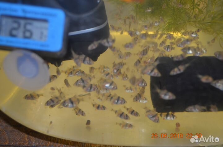 Барбус суматранский