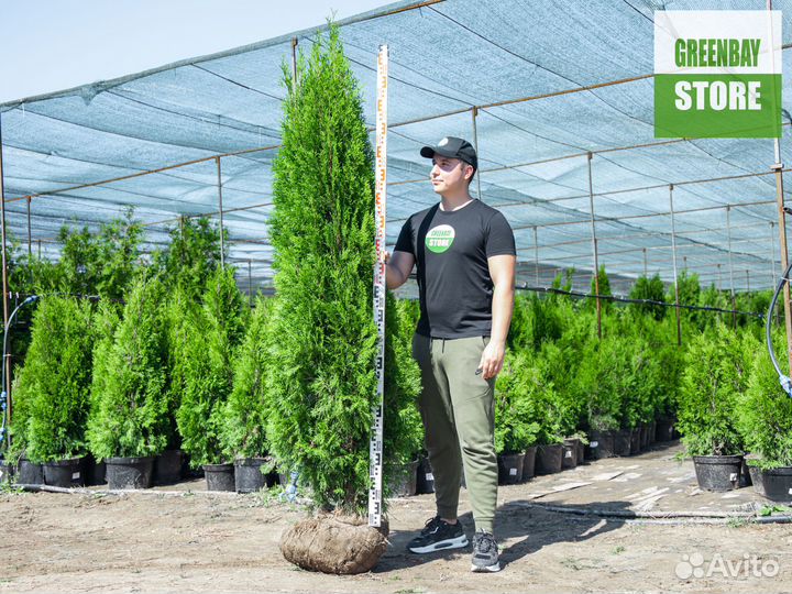 Туи смарагд 180 см