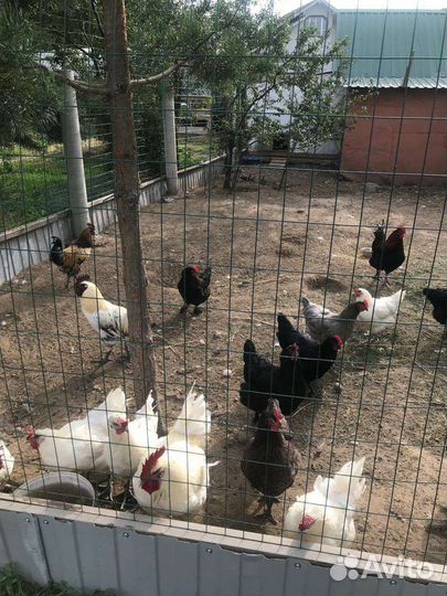 Куры и петухи