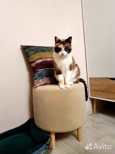 Передержка животных