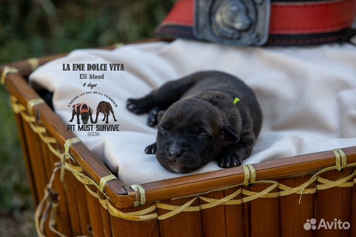 Перспективный щенок американского питбуля