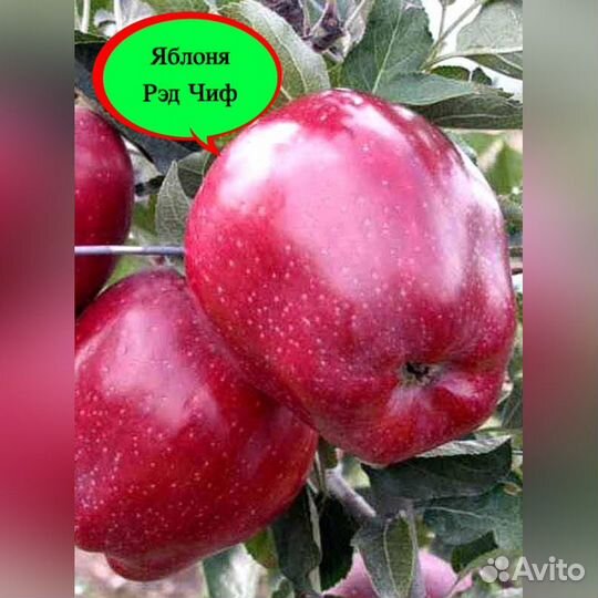 Саженцы яблони Рэд Чиф