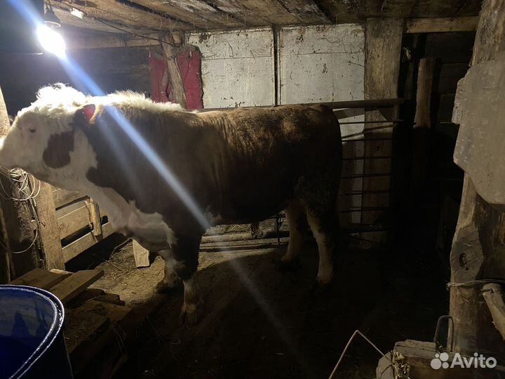 Быки герефорд на племя