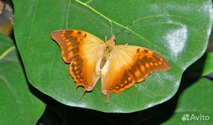 Бабочки в круглой рамке Император Кандиопа