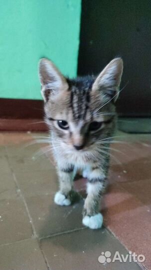 Котик в дар