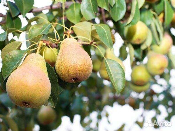 Саженцы груши и яблони