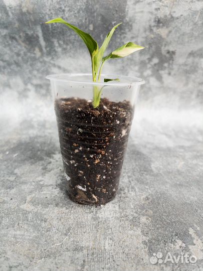 Спатифиллум Мун шадоу крем