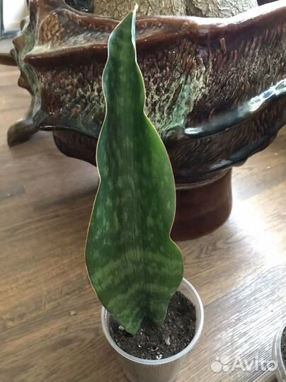 Комнатные растения сансевиерия