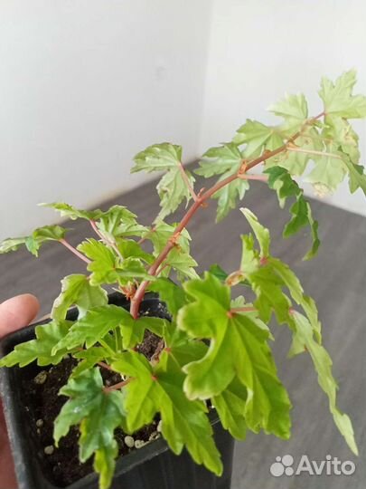 Бегония каудексная Дрега