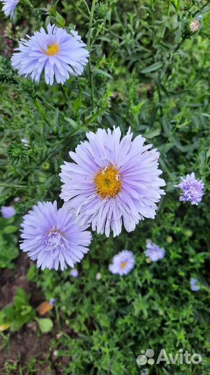 Астра ромашковая