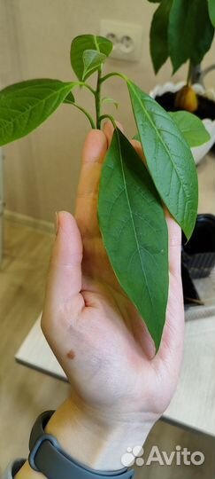 Авокадо растение