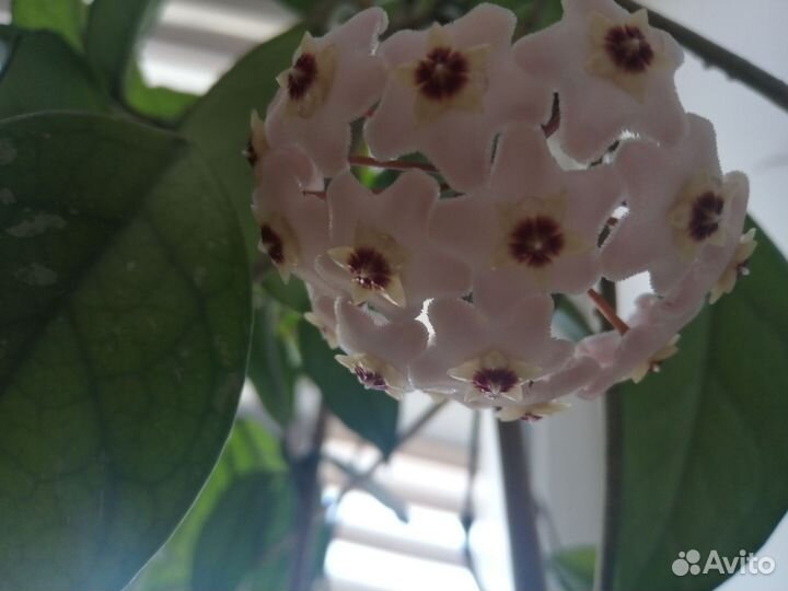 Хойя Сильвер пинк