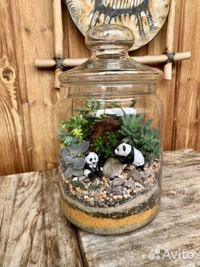 Флорариум суккуленты «Мишки панды»