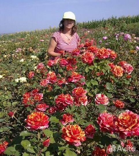 Саженцы роз Элитные сорта