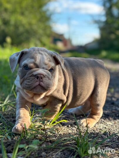 Английский бульдог