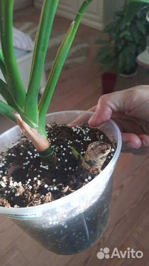 Аглаонема Фридман