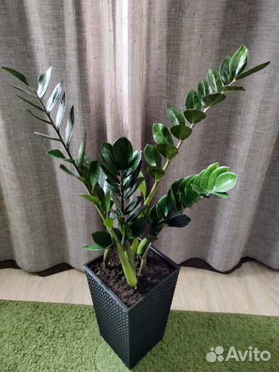 Замиокулькас Супер Нова