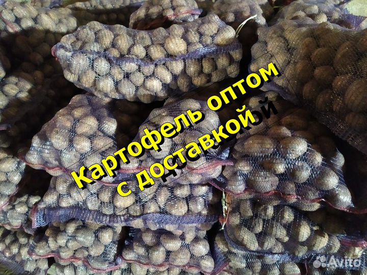 Картофель оптом