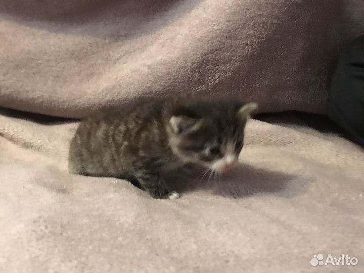 Котёнок найден в подезде,премерно месеца 4