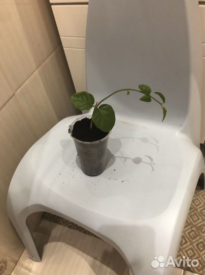 Жасмин самбак