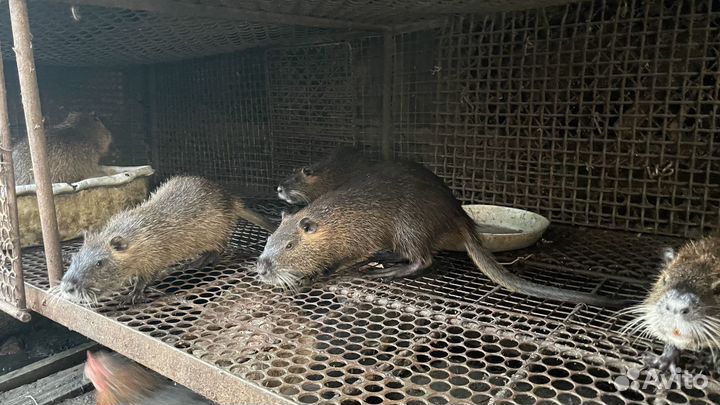 Детеныши нутрий
