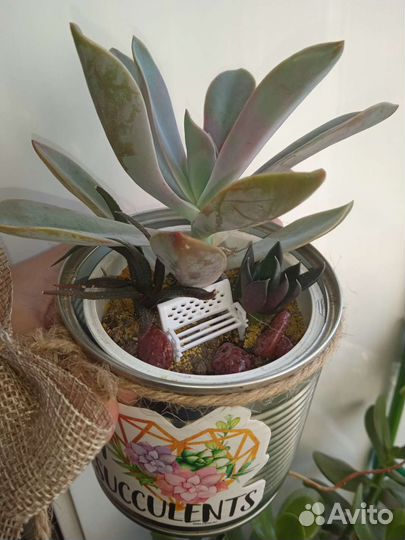 Суккуленты