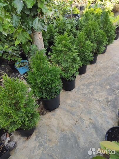 Туя смарагд