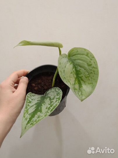 Сциндапсус Треби