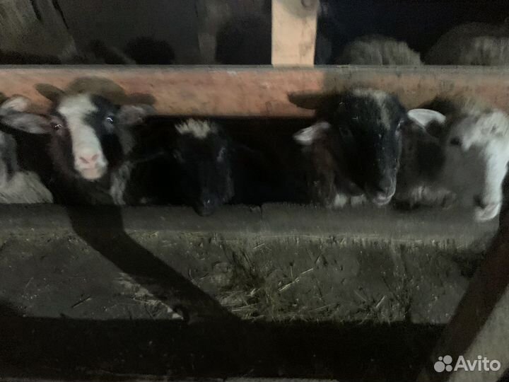 Ярки, бараны упитанные