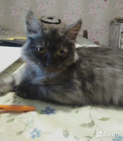 Отдам в добрые руки кошечек