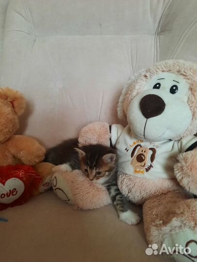 Очаровательные котята в добрые руки