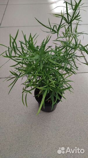 Аспарагусы