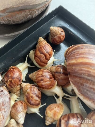 Улитки ахатины