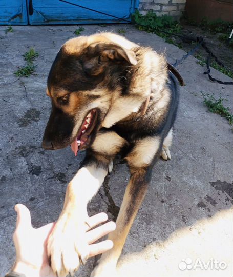 Крупный щенок ищет дом