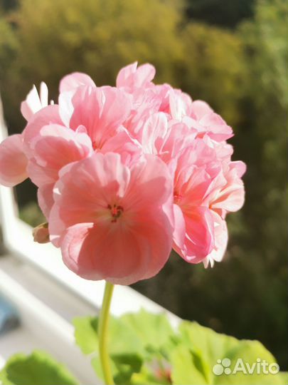 Герань пеларгония